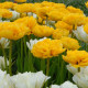 Купити Тюльпан махровий Yellow Pompenette в Києві