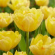 Купити Тюльпан махровий Yellow Symbiose в Києві