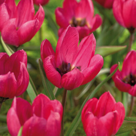 Купити Тюльпан Ботанічний Violacea в Києві