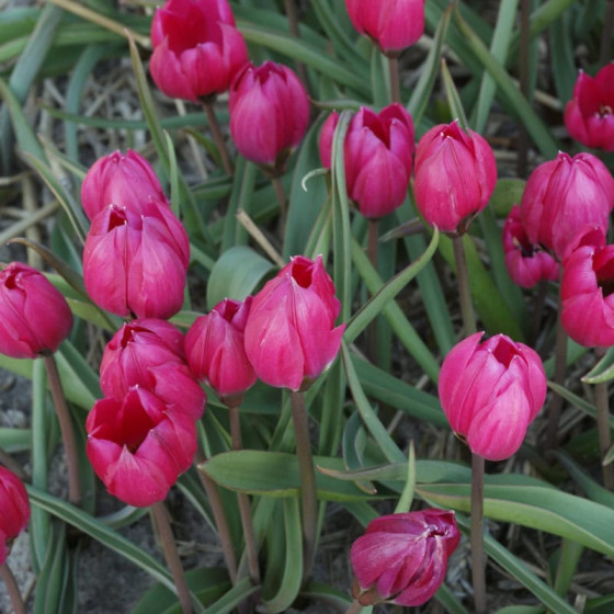 Купити Тюльпан Ботанічний Violacea в Києві