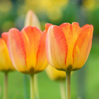 Тюльпан Дарвіна Blushing Apeldoorn Тюльпан Дарвіна Blushing Apeldoorn