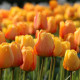 Купити Тюльпан Дарвіна Blushing Apeldoorn в Києві