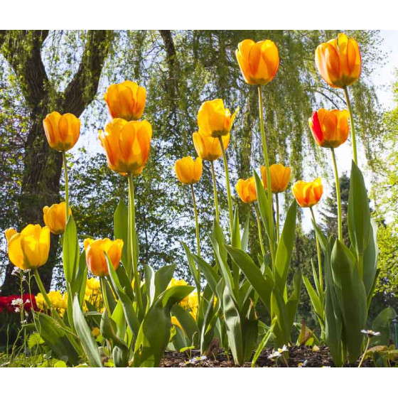 Купити Тюльпан Дарвіна Blushing Apeldoorn в Києві