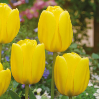 Тюльпан Дарвіна Golden Apeldoorn