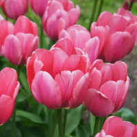 Тюльпан Дарвіна Pink Impression Тюльпан Дарвіна Pink Impression
