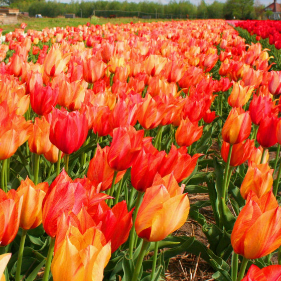 Купити Тюльпан Гігант Temple Of Flames в Києві