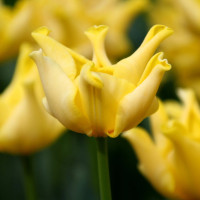 Тюльпан Хвилястий Yellow Crown