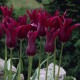 Купити Тюльпан Ліліподібний Burgundy в Києві