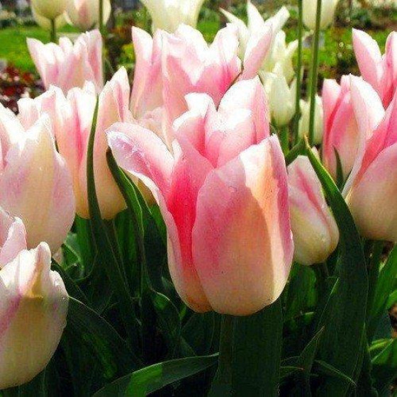 Купити Тюльпан Ліліподібний Holland Chic в Києві