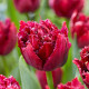 Купити Тюльпан Махровий Оторочений Cranberry Thistle в Києві