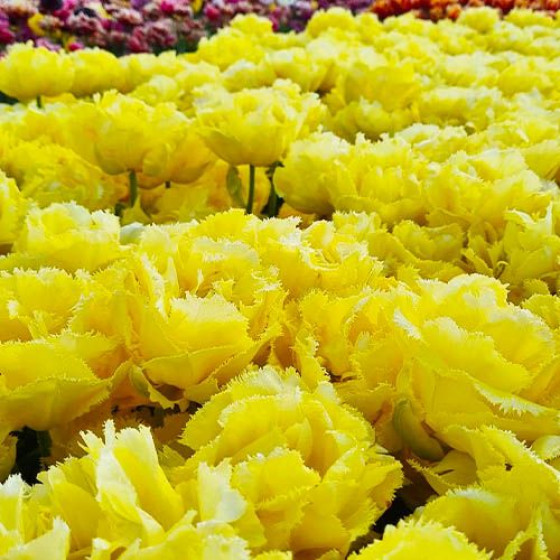 Купити Тюльпан Махровий Оторочений Exotic Sun в Києві