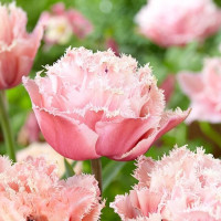 Тюльпан Махровый Бахромчатый Pink Magic