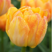 Тюльпан Махровий Granny Award
