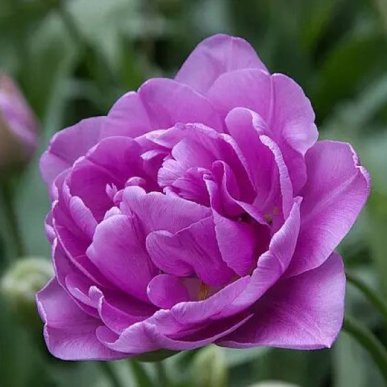 Купити Тюльпан Махровий Lilac Perfection в Києві