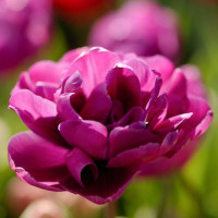 Тюльпан Махровий Purple Jacket 