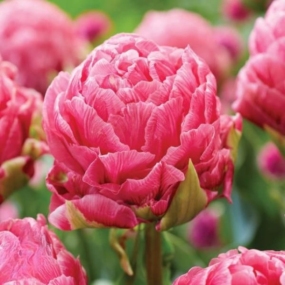 Купити Тюльпан Махровий Strawberry Cream в Києві