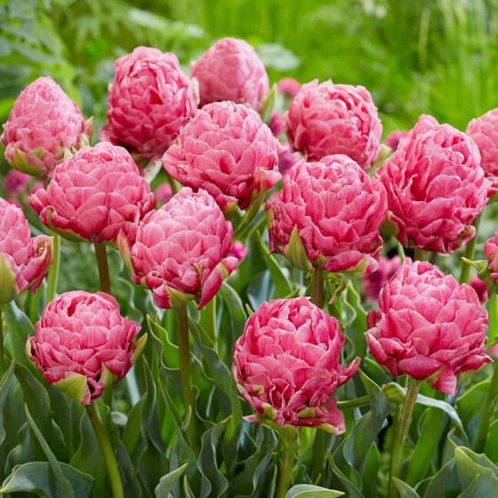 Купити Тюльпан Махровий Strawberry Cream в Києві