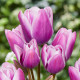 Купити Тюльпан Мультіфлора Purple Elegance в Києві