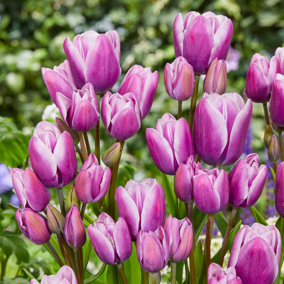 Купити Тюльпан Мультіфлора Purple Elegance в Києві