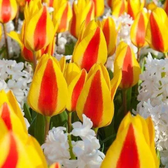 Купити Тюльпан Низький Грейга First Love в Києві