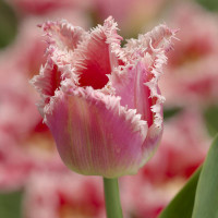 Тюльпан Оторочений Bell Song