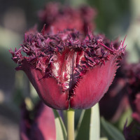 Тюльпан Оторочений Black Jewel
