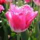 Купити Тюльпан Оторочений Joy Of Spring в Києві