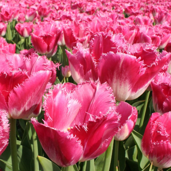 Купити Тюльпан Оторочений Joy Of Spring в Києві