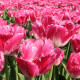Купити Тюльпан Оторочений Joy Of Spring в Києві