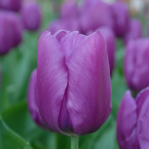 Тюльпан Триумф Purple Flag