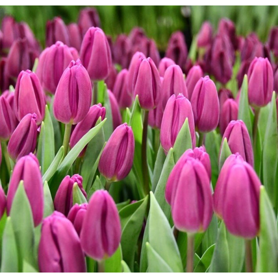 Купить Тюльпан Триумф Purple Flag в Киеве