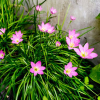 Зефирантес rosea (розовый) 3 шт