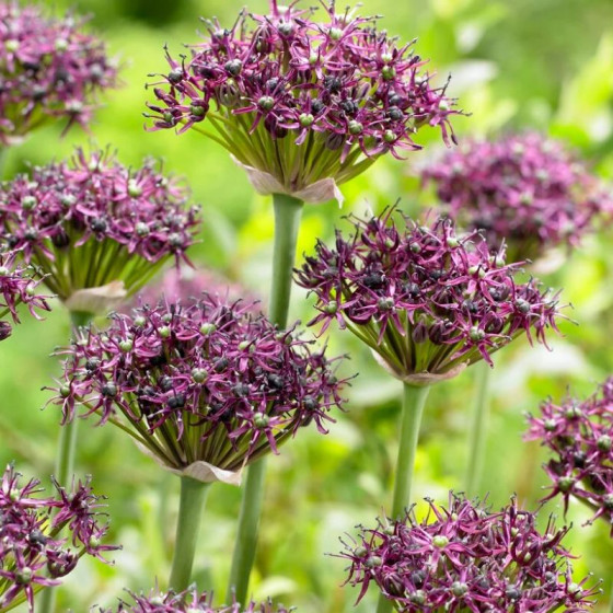 Купити Алліум декоративний Atropurpureum в Києві