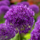 Купити Алліум Гігантський Purple Sensation в Києві