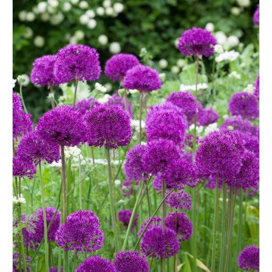 Купити Алліум Гігантський Purple Sensation в Києві