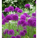 Купити Алліум Гігантський Purple Sensation в Києві
