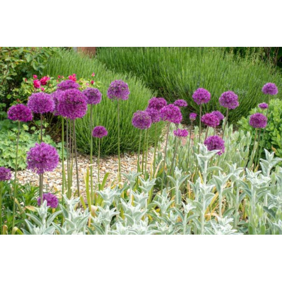 Купити Алліум Гігантський Purple Sensation в Києві