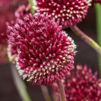 Алліум декоративний Red Mohican