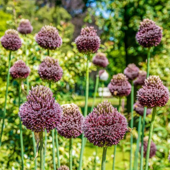 Купити Алліум декоративний Red Mohican в Києві