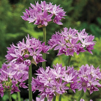 Алліум декоративний Unifolium Eros