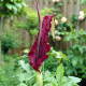 Купити Арум Dracunculus Vulgaris в Києві