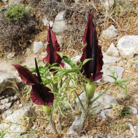 Арум Dracunculus Vulgaris