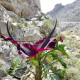 Купити Арум Dracunculus Vulgaris в Києві