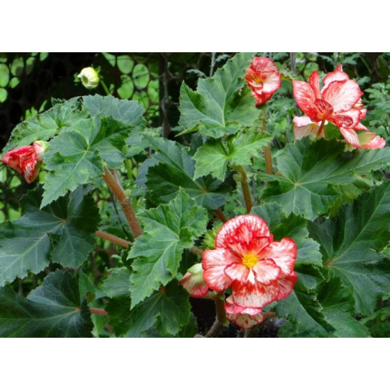Купити Бегонія Crispa Marginata Біло-Червона в Києві