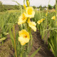 Купити Гладіолус Bananarama в Києві
