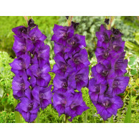 Гладіолус Deep Purple 3 шт