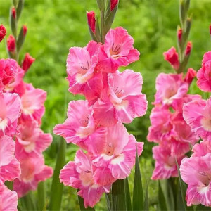 Гладиолус Pink Event