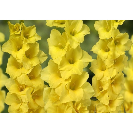 Купити Гладіолус Yellowa 3 шт в Києві