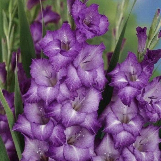 Купити Гладіолус Mauve Muse в Києві
