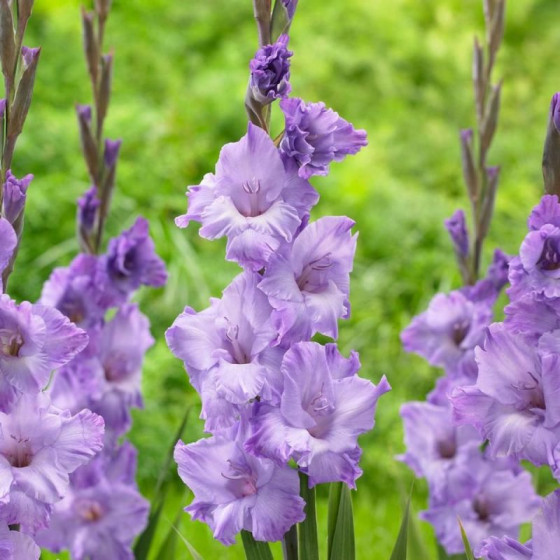 Купити Гладіолус Milka в Києві